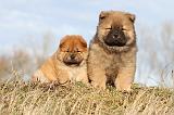 CHOW CHOW 209